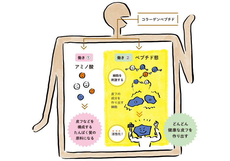 骨など身体組織の生成に重要な役割